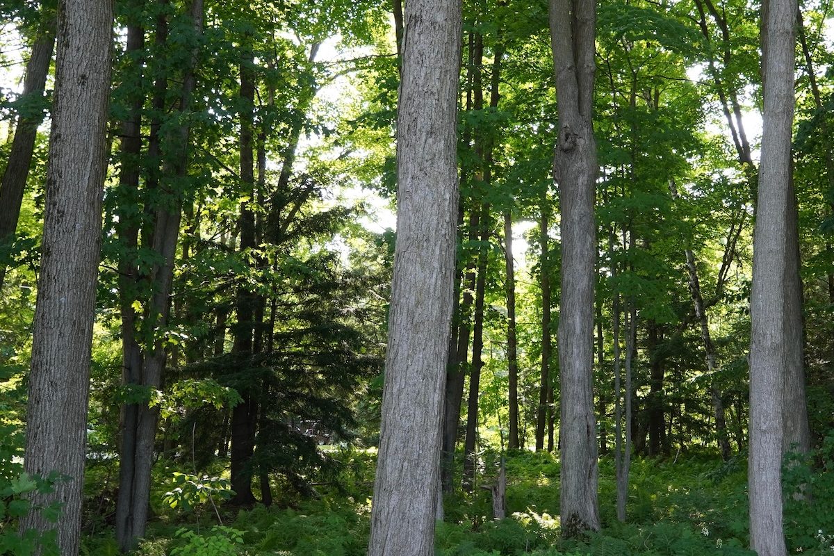 Green Deciduous Forest in Summer