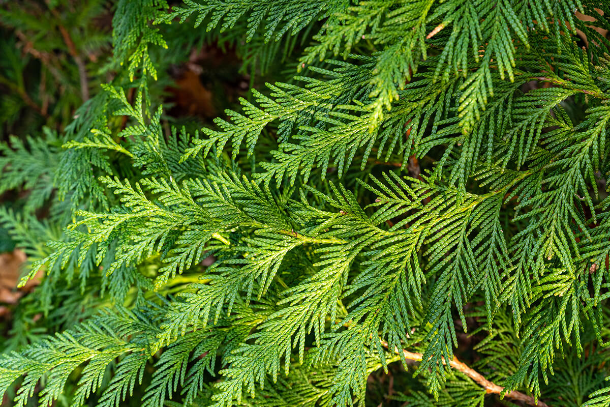 Green foliage on branch