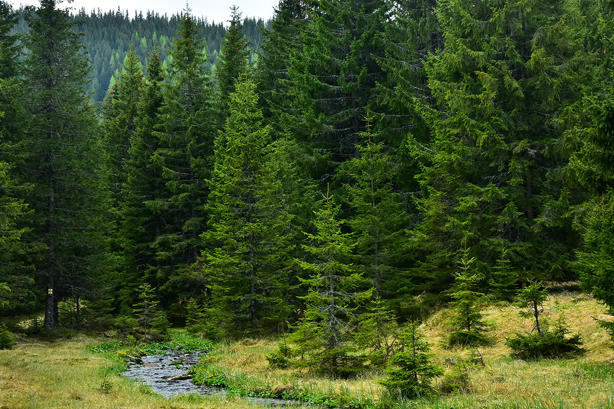 Latorita's spring gently flowing through an alpine pasture and a wild spruce forest.