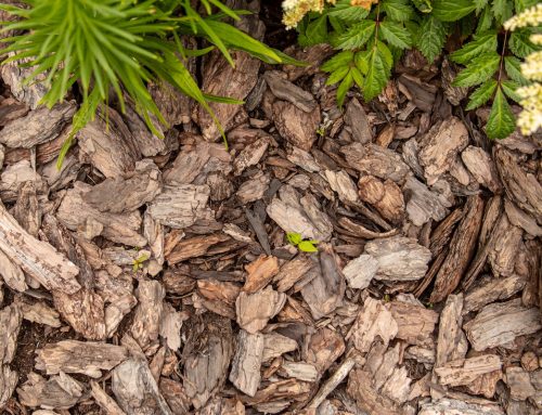 Why Mulch Matters To Your Garden’s Health