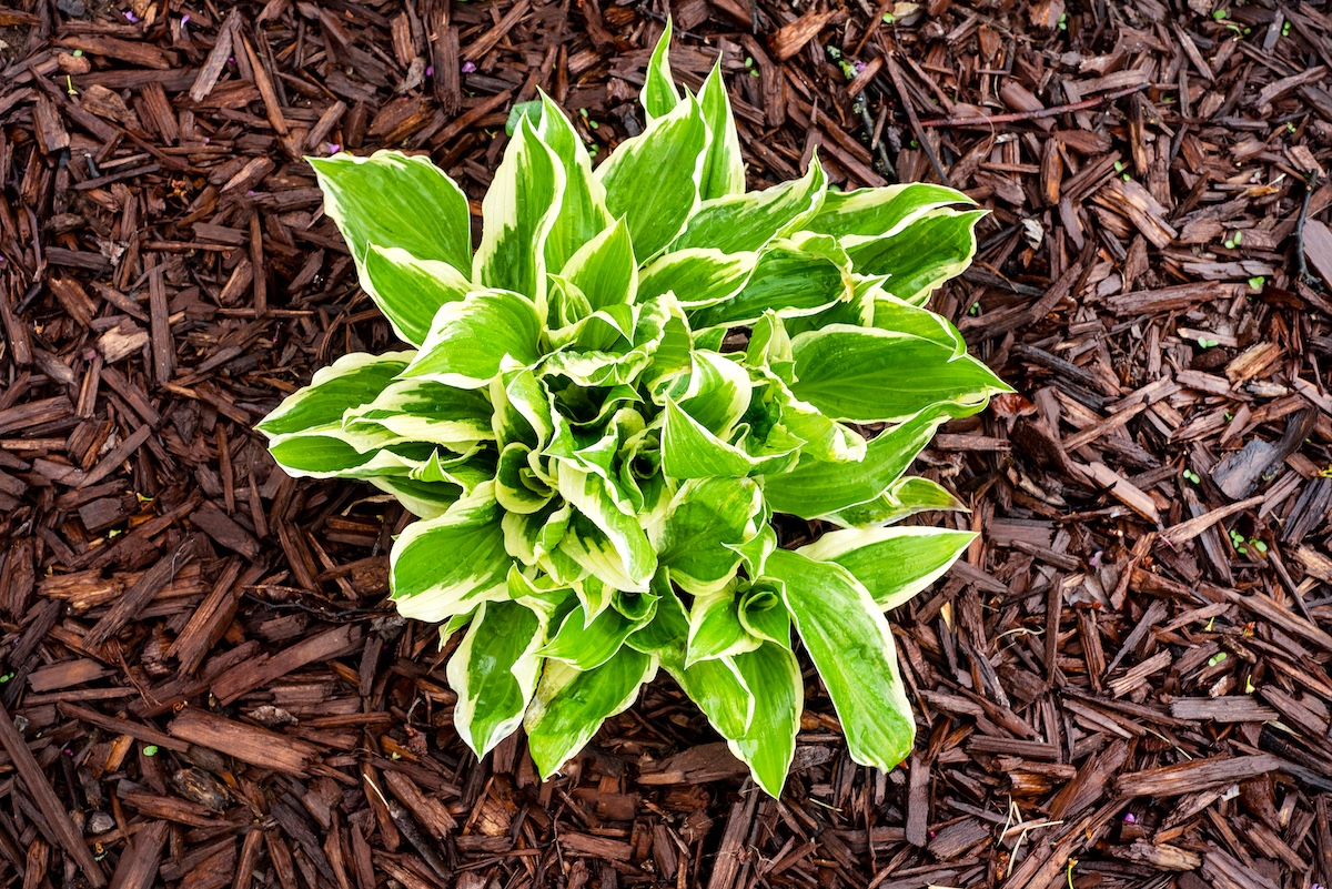 Young hosta plant growing surrounded by brown chip wood mulch early spring