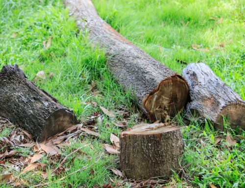 What is ethically sourced wood?