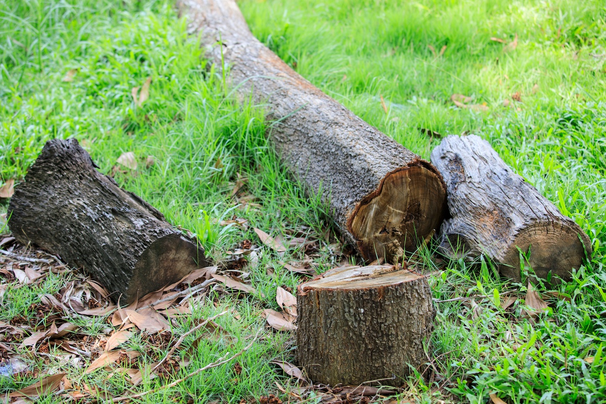 Cut tree in the garden grass
