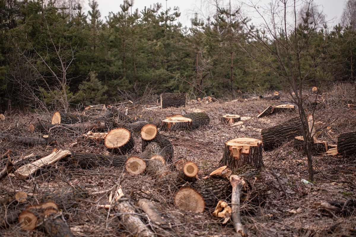 Deforestation, forest clearing
