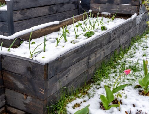 How to Revive Your Garden Beds After Winter