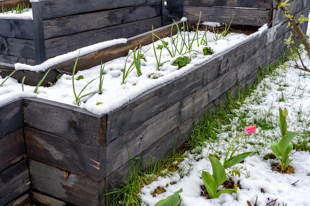 Fresh snow blanketing dark wooden raised garden beds with young green plants and emerging spring tulips