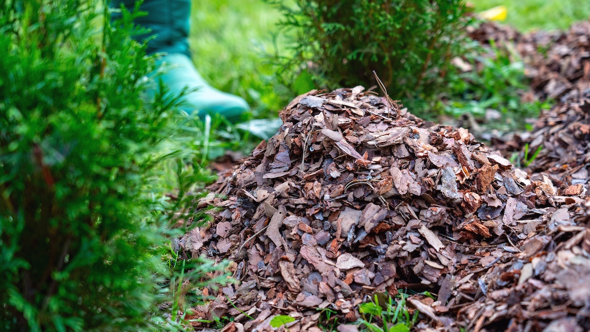 Mulch conifers in garden, preparing plants for winter Mulch conifers in garden, preparing plants for winter